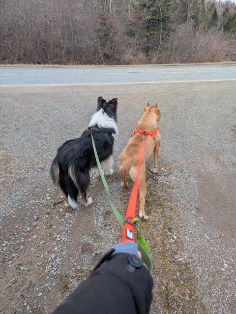 Waterproof Dog Collar - Blaze Orange