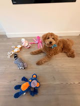 Louis the Goldendoodle review photo