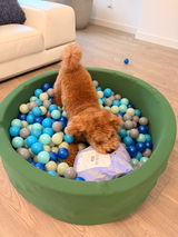 Louis the Goldendoodle review photo