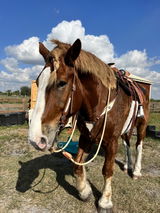 WoolBack Western Competition Straight Cinch - Draft or Warmblood Sizes