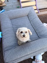 Daisy review photo