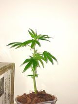 iko review photo