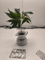 Anonym review photo