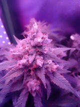 Spacecommander review photo