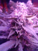 Spacecommander review photo