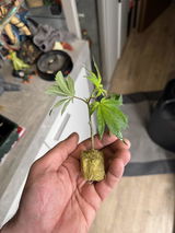 Anonym review photo