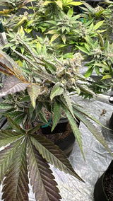 MrMiyagi review photo