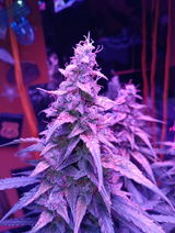 Spacecommander review photo