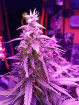 Spacecommander review photo