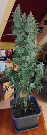 Spacecommander review photo