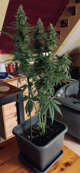Spacecommander review photo