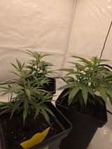 Anonym review photo