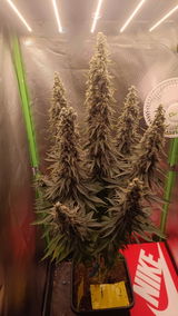 Rowdiemicha review photo