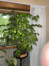 Taunya review photo