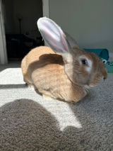 Nutmeg the Bunny review photo