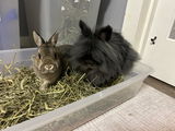 Nutmeg the Bunny review photo