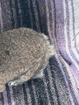 Nutmeg the Bunny review photo