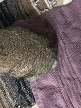 Nutmeg the Bunny review photo