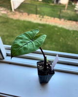 Rosalind review photo
