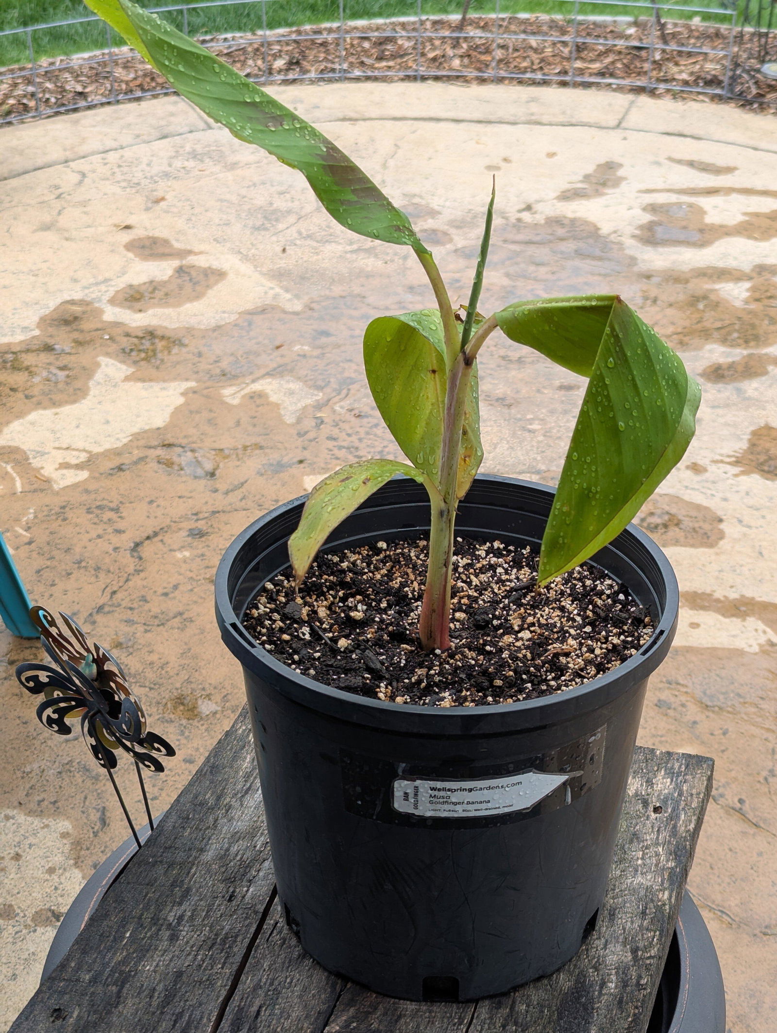Goldfinger Banana Tree - Musa – Wellspring Gardens