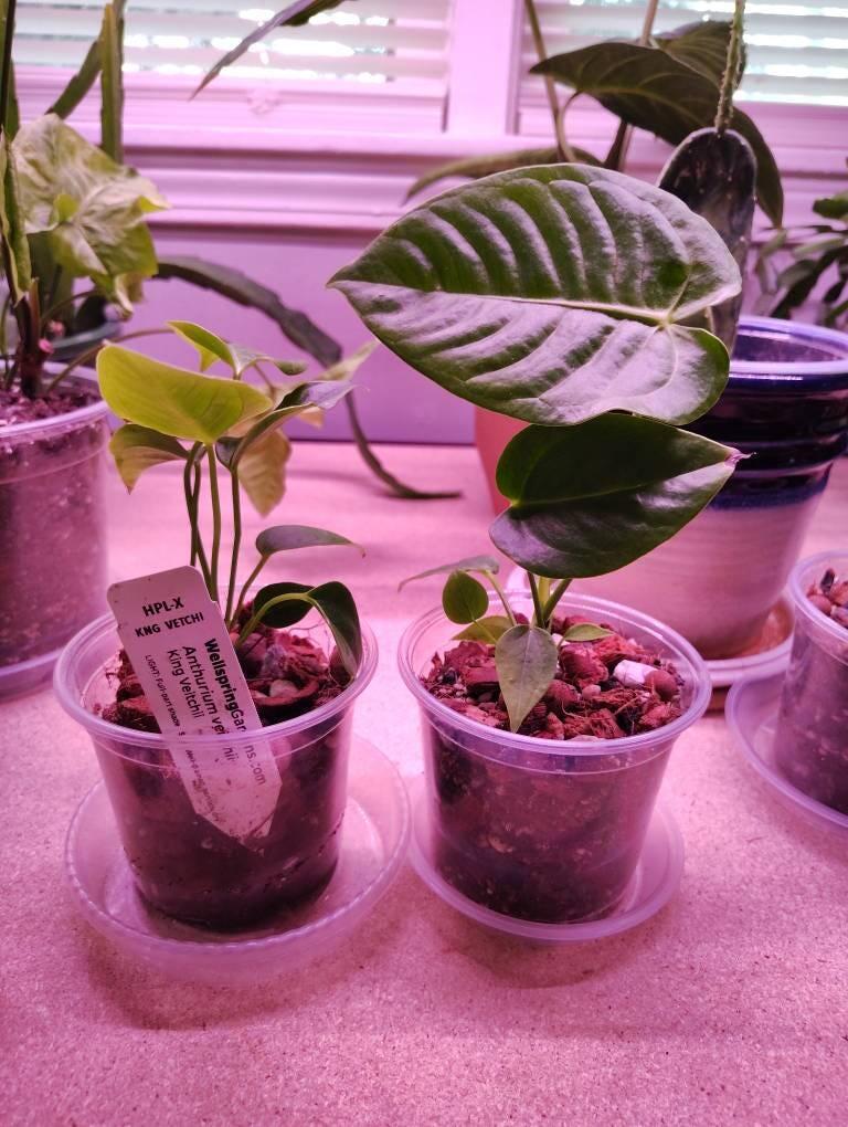 King Veitchii - Anthurium veitchii – Wellspring Gardens