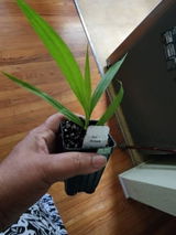 Luckmi review photo