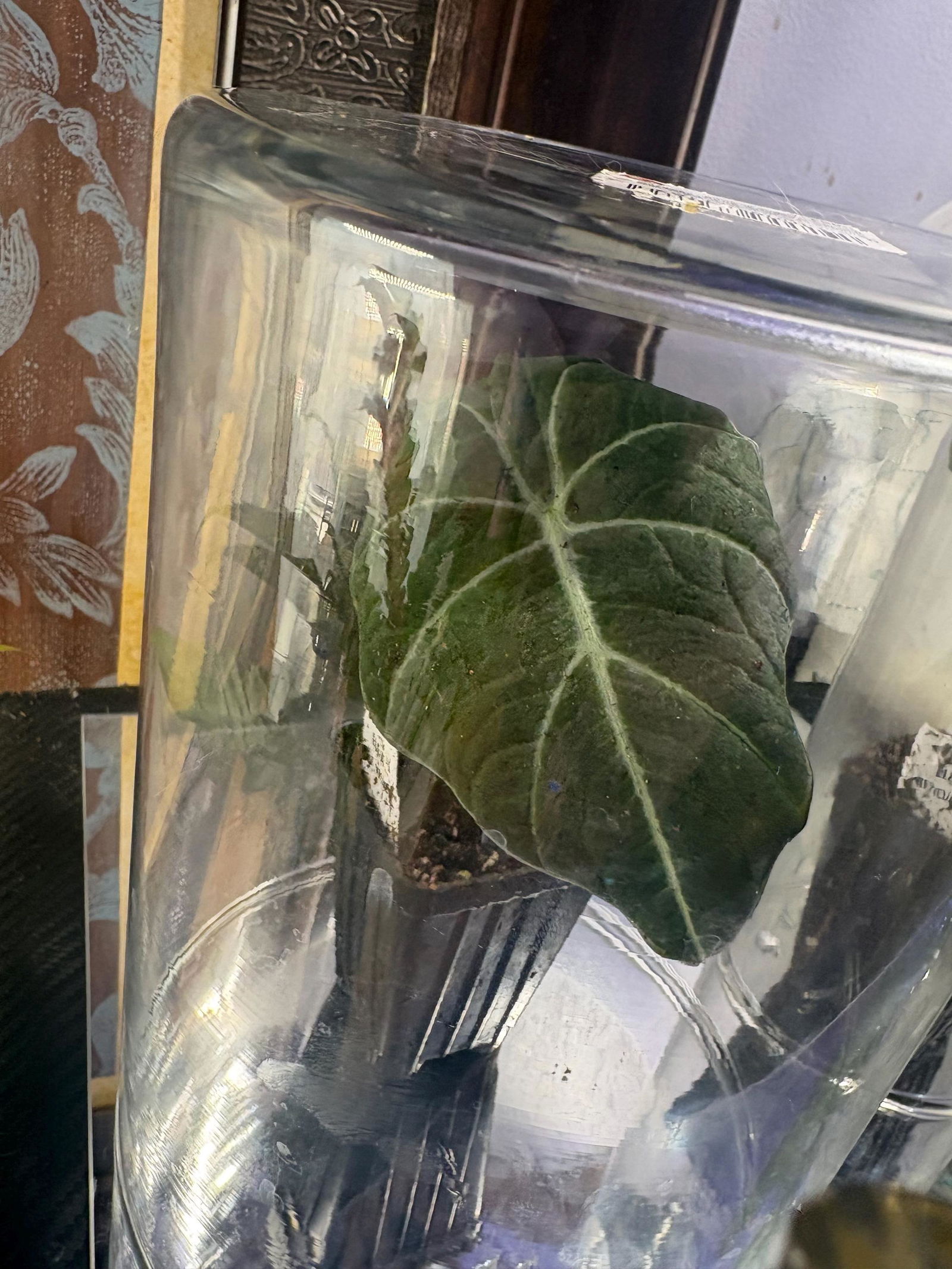 Azlanii 'Red Mambo' Elephant Ear - Alocasia azlanii – Wellspring