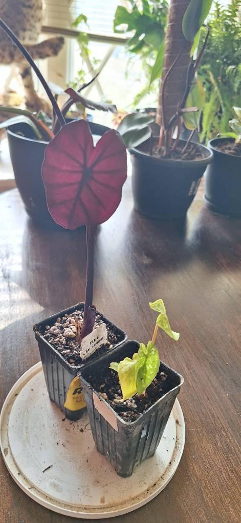 Alocasia Mickey Mouse Elephant Ear - Alocasia xanthosoma Variegata