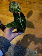 Etsy c. review photo