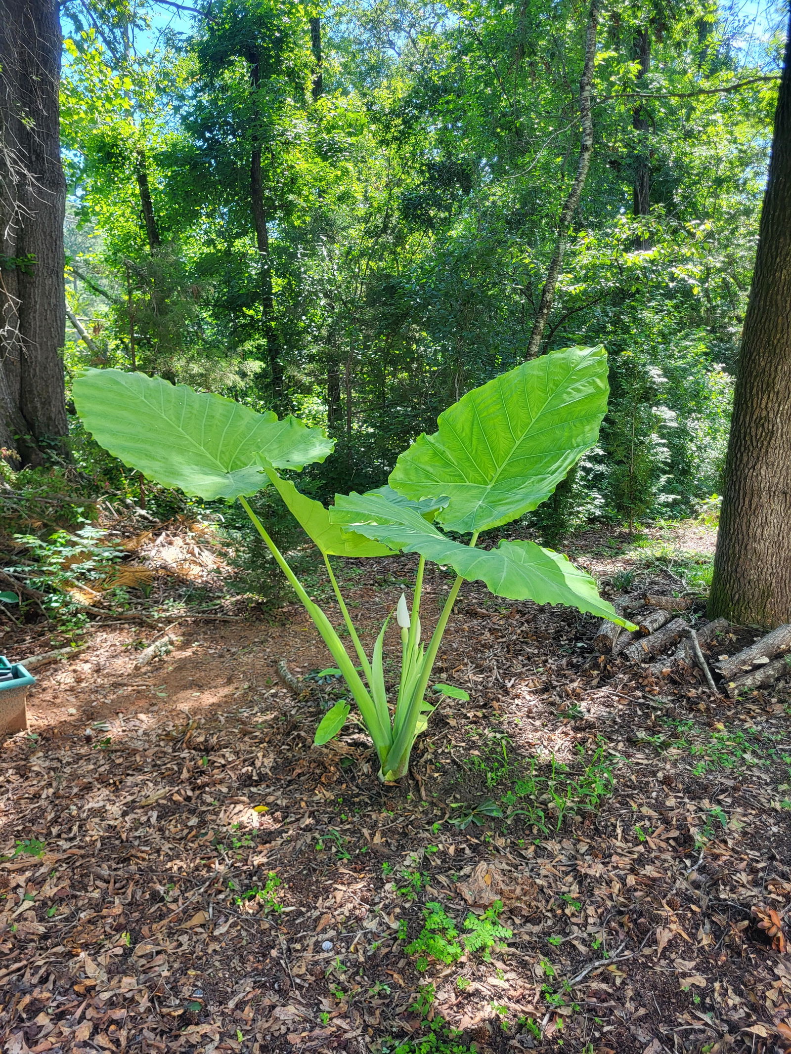 Thailand Giant Elephant Ear - Colocasia gigantea – Wellspring Gardens
