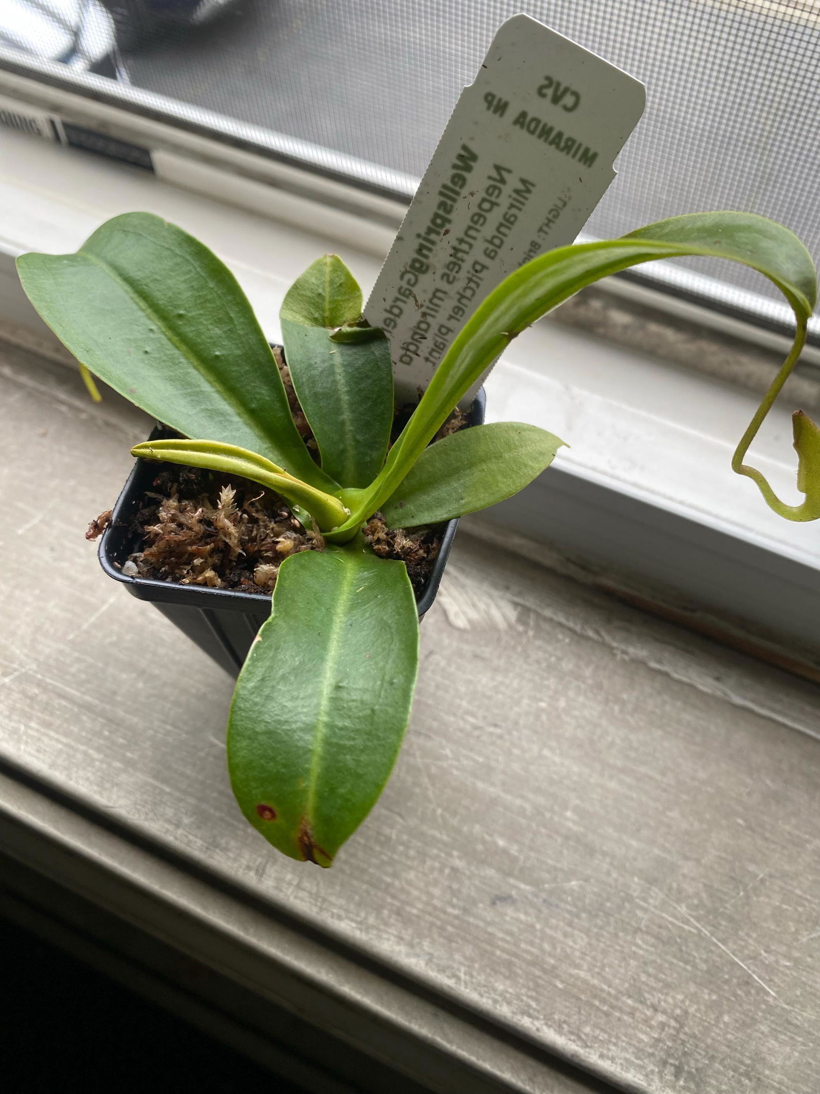 激レア The Lepers / Coitus Interruptus 7インチ Lady Luck Carnivorous Pitcher Plant - Nepenthes ampullaria x