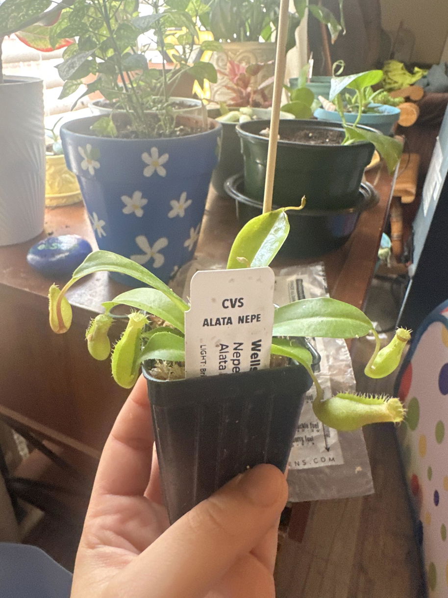 Lady Luck Carnivorous Pitcher Plant - Nepenthes ampullaria x