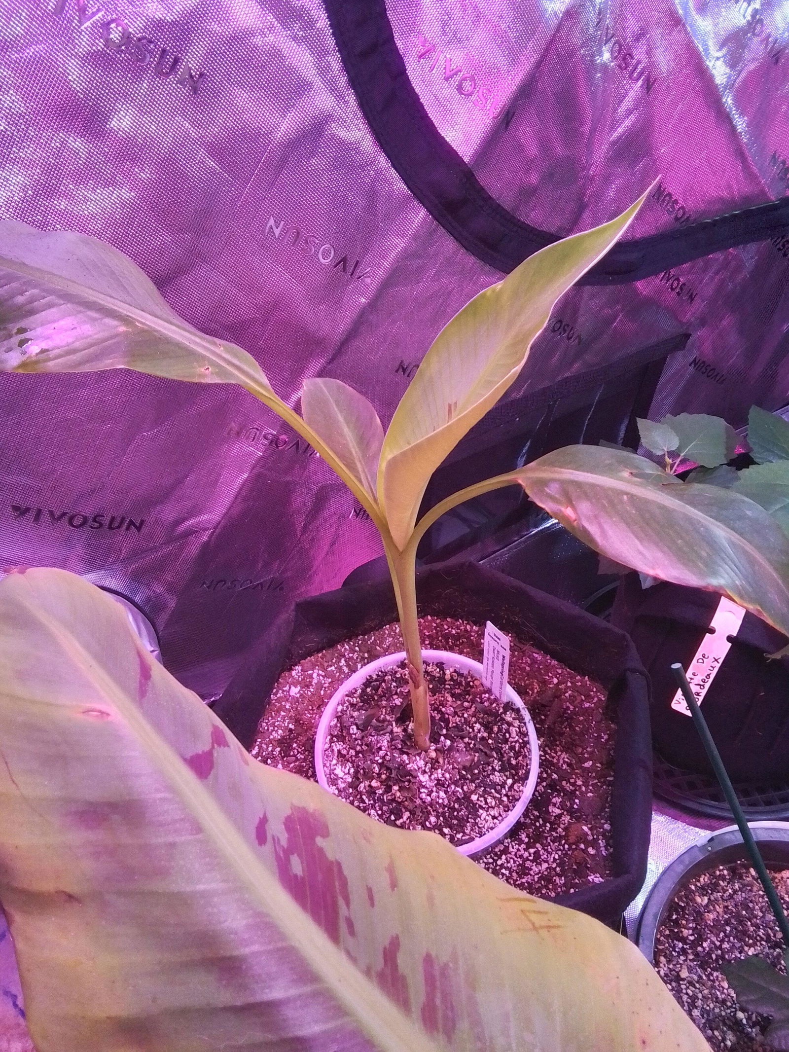 Bundle (4) of Fast-fruiting Bananas: Kokopo + Goldfinger + Gran