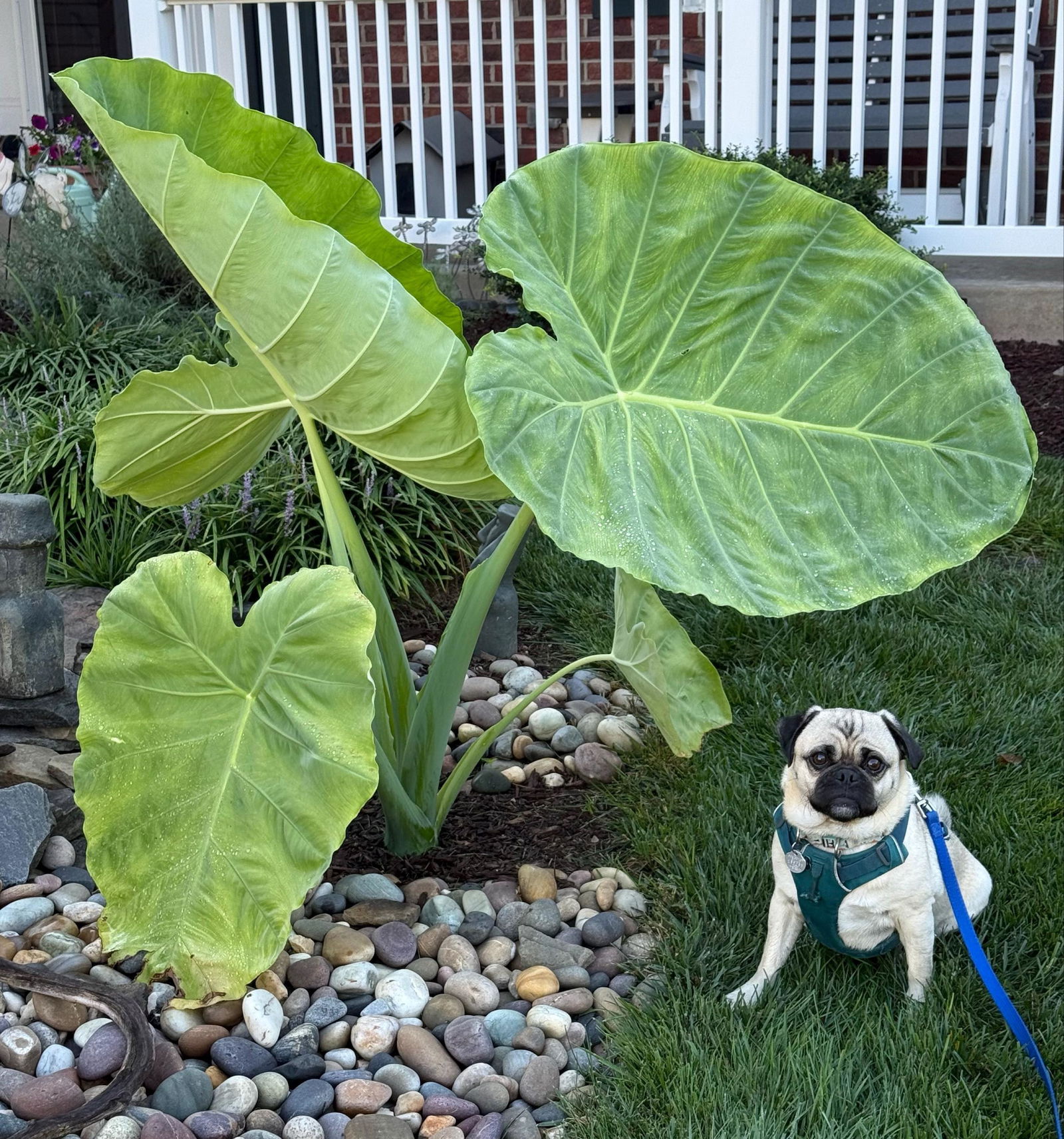 Bundle (2) of Gigantic Colocasias: Jack's Giant + Thailand Giant