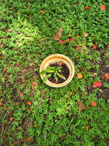 FluffyCat G. review photo