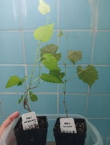 Mica H. review photo