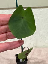 Etsy c. review photo