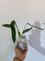 Claudio review photo