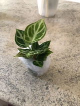 Kevin Imbrogno review photo