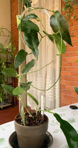 CIOCIOSAN review photo