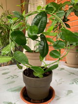 CIOCIOSAN review photo