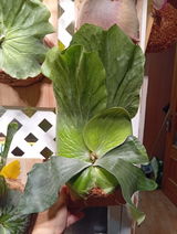 Amazonas review photo