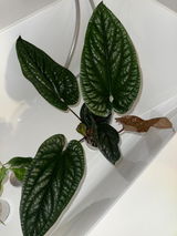 Carlo Scardellato review photo