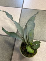 Giovanni A. review photo