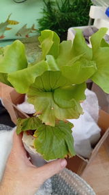 Amazonas review photo