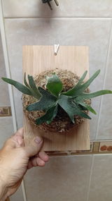 Amazonas review photo