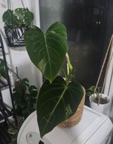 Camille review photo