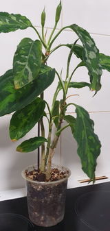 PlantloverUK review photo