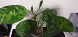 PlantloverUK review photo