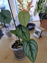 Petra review photo